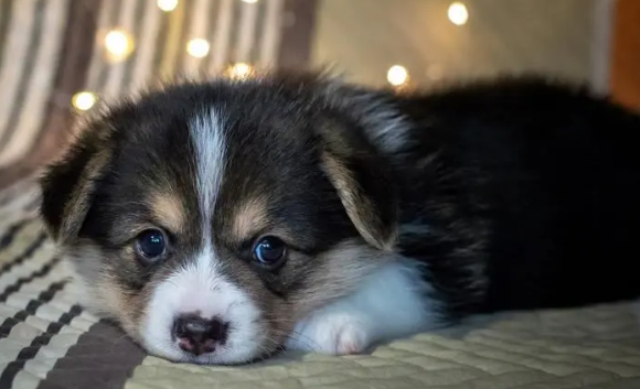 狗狗体外驱虫需要注意的几点事项