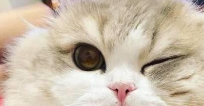 猫咪吃感冒药迟迟不好怎么办