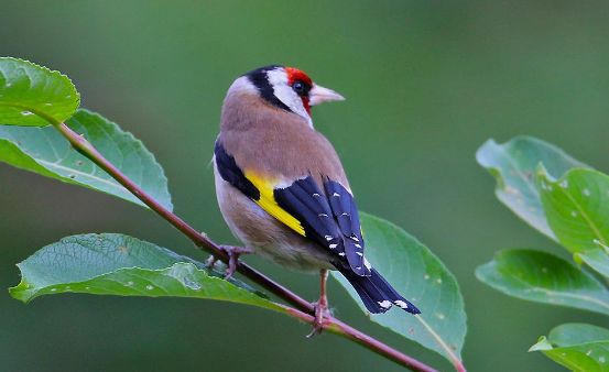 金翅雀的挑选技巧，建议收藏
