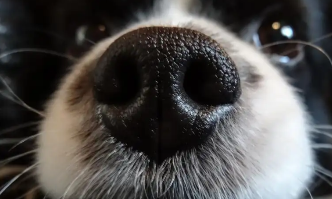 为什么狗鼻子是黑色的？主要是这两个原因