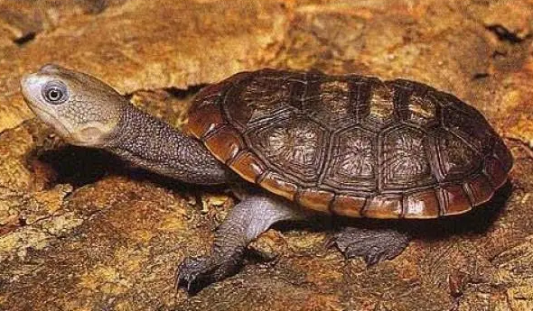 今日科普:长颈龟蜕皮怎么回事? 今日科普:长颈龟蜕皮怎么回事?