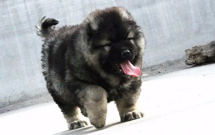 高加索多大才厉害？看完这篇文章你就了解了！