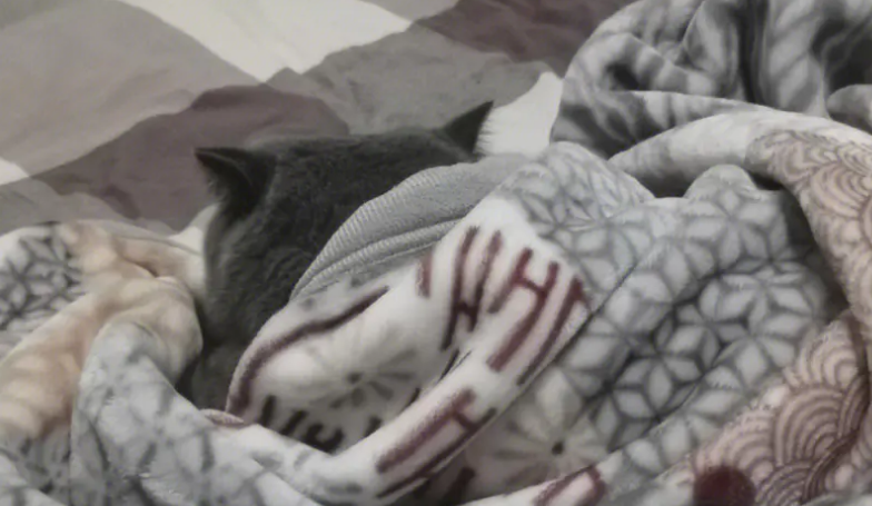 猫为什么钻被窝？可能是这几个原因
