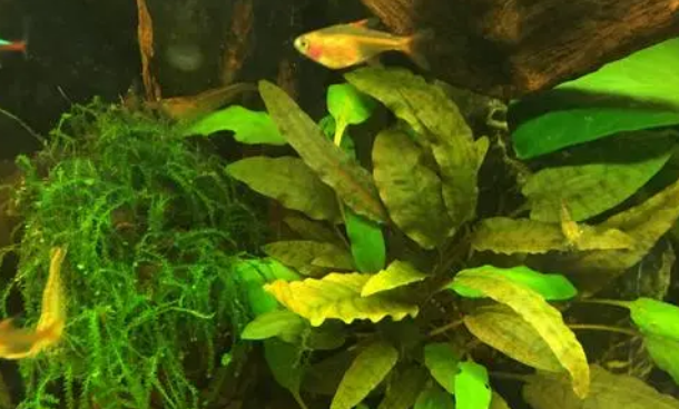 遭遇停电，鱼缸里的硝化细菌会死亡吗？