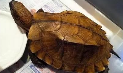 锯缘摄龟喜欢吃什么水果？看这里给你答案