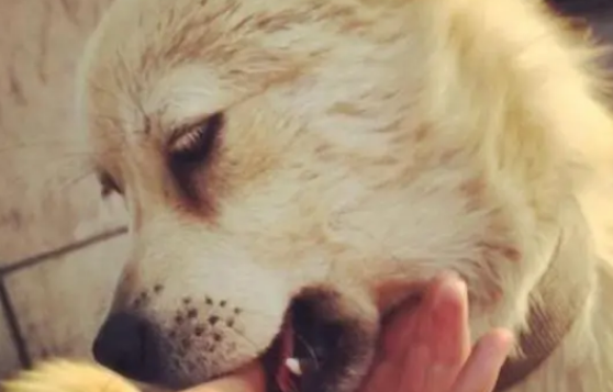 狗狗喂养宠物零食的方法，铲屎官不得不看