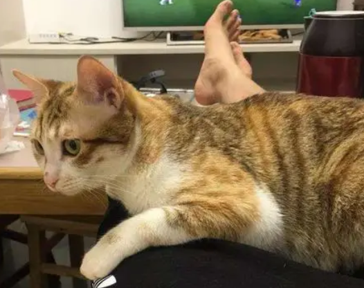 每日一问:猫为什么闻到臭脚会张开嘴 每日一问:猫为什么闻到臭脚会张开嘴