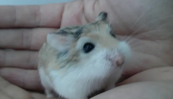 如何不让老公公仓鼠咬人？主人得用这些方法~