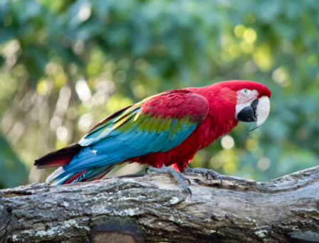今日科普：红腹金刚鹦鹉会说话吗？