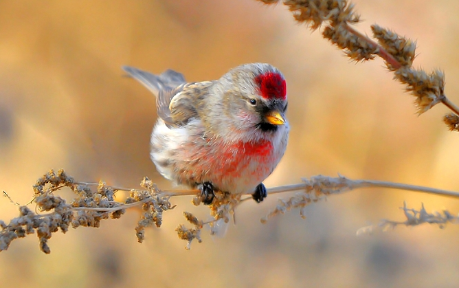 白腰朱顶雀能活几年？本文替你解答