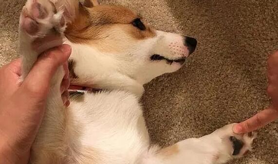 狗狗身上一直痒怎么办？这里有方法