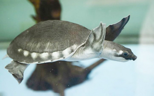 喂养猪鼻龟的技巧有哪些？详细掌握看这里