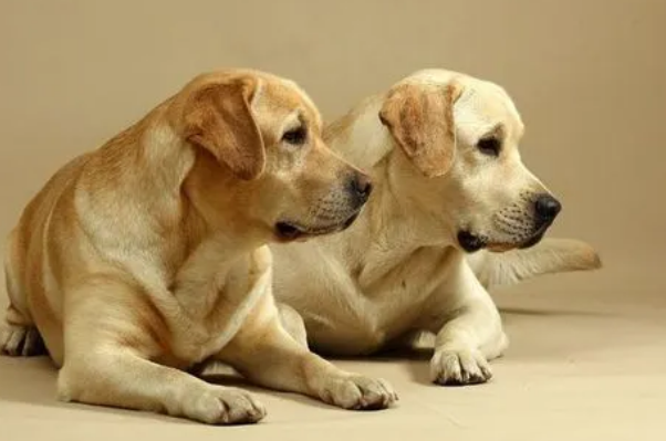 为何养狗不能养一公一母？本文给你答案