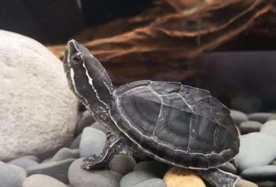 麝香龟可以冷水养吗?饲主来看看吧 麝香龟可以冷水养吗?饲主来看看吧