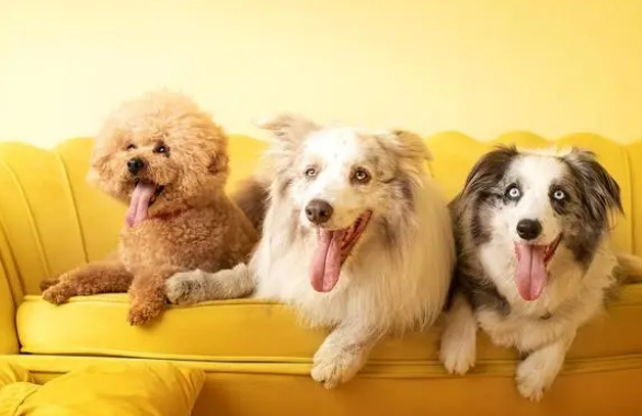 狗狗阿莫西林治哪些病，感冒可以吗