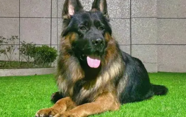 如何给德国牧羊犬注射疫苗? 如何给德国牧羊犬注射疫苗?