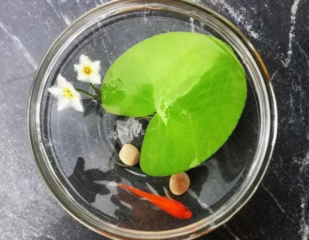 鱼缸里放上几种漂亮“野草”，漂亮又灵气，净化水质强