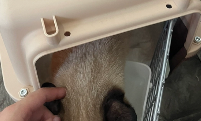 宠物猫火车托运的流程,托运宠物猫的注意事项 宠物猫火车托运的流程,托运宠物猫的注意事项