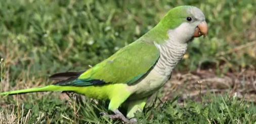 训练和尚鹦鹉上手的方法，大家都来学学吧