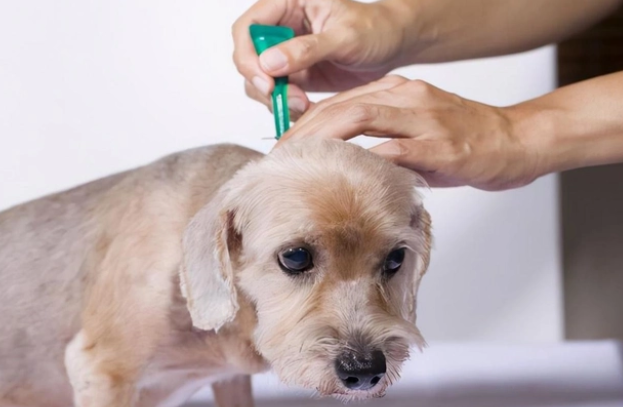 狗身体里的蛔虫多久能清干净？驱虫有疗程！