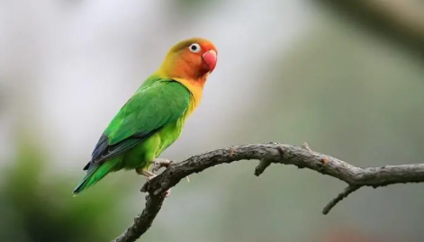 和尚鹦鹉如何挑选？感兴趣的来这看看！