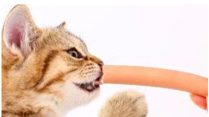 萌宠喂养小知识：猫可以吃香肠吗？