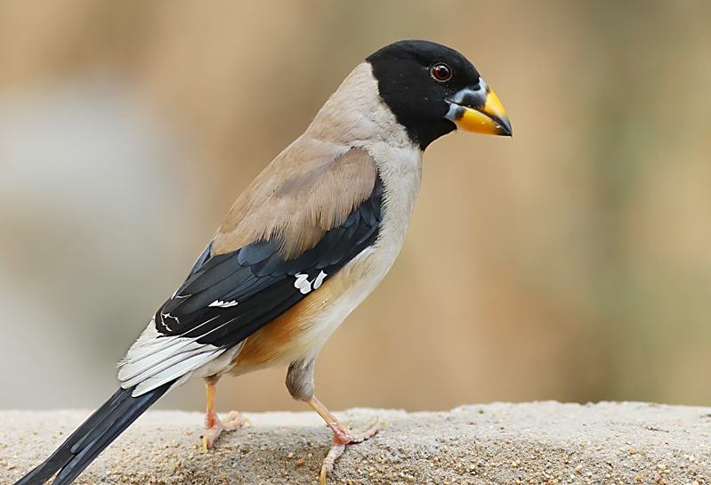 黑尾蜡嘴雀能叫多久?一般这个时间叫! 黑尾蜡嘴雀能叫多久?一般这个时间叫!