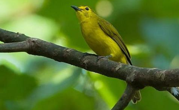 大绿雀鹎吃什么食物？主要吃这些