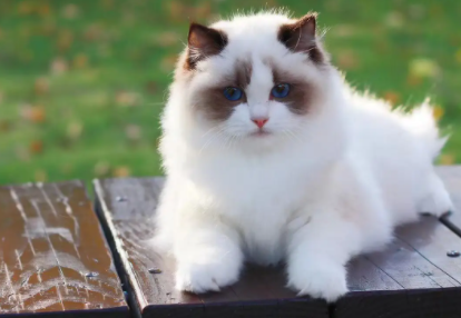 一文带你了解淡灰白相间的猫都是什么品种？