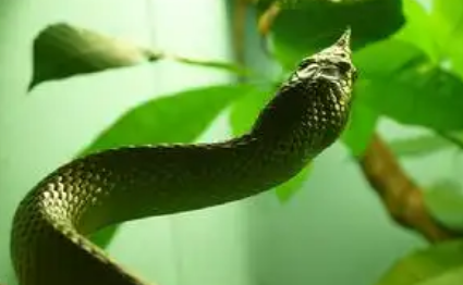 尖喙蛇可以家养吗？这篇文章给你答案！