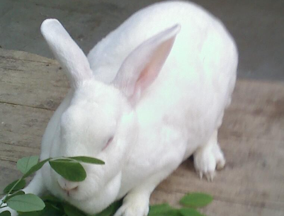 塞北兔的饲养方法，铲屎官看过来