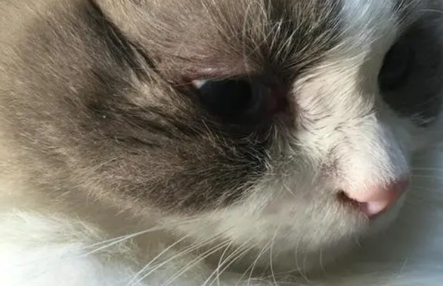 猫眼角发炎红肿怎么办？铲屎官一定要get！