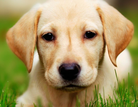 导盲犬小q是拉布拉多，你知道吗？