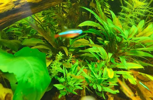 水质好不好，自己有个标准，你养的水草，鱼都很好，那才叫好水质