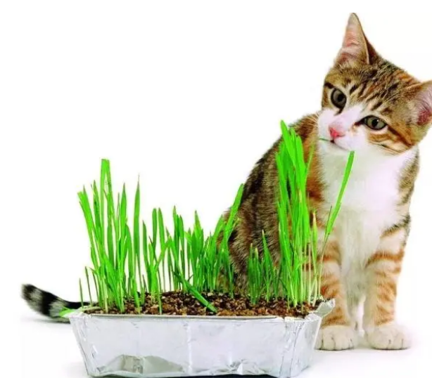 美味猫草，喵星人的“常备药”！