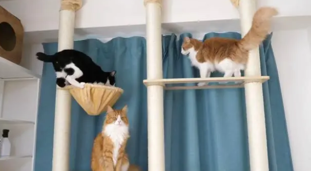 家里猫多最好买个猫爬架？这里面有什么说头呢