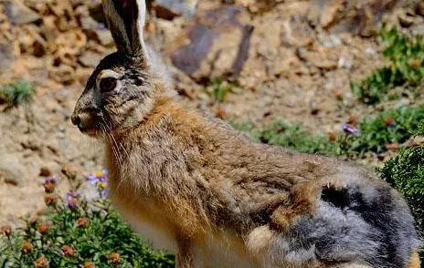 塔里木兔的寿命多长，来了解吧