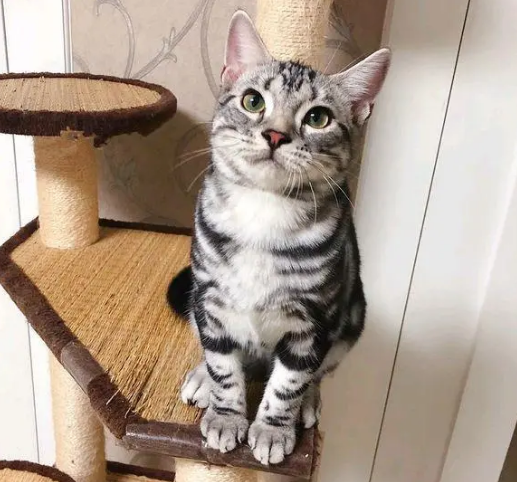 美短和布偶不建议配种？到底为什么快来了解一下吧~