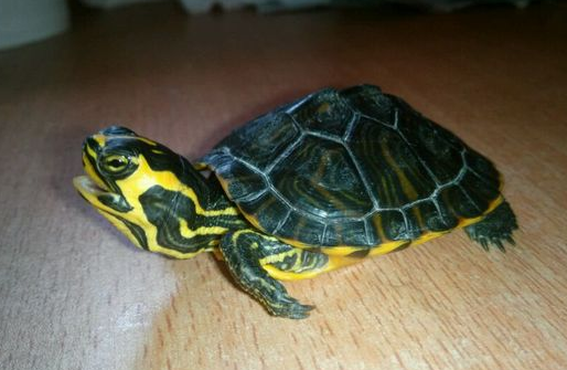 黄腹滑龟多大能繁殖?看这告诉你答案 黄腹滑龟多大能繁殖?看这告诉你答案