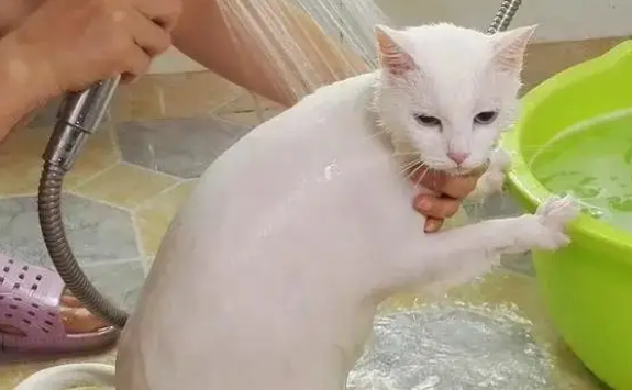 猫咪洗完澡不吹干会怎样？一定要及时吹干哦