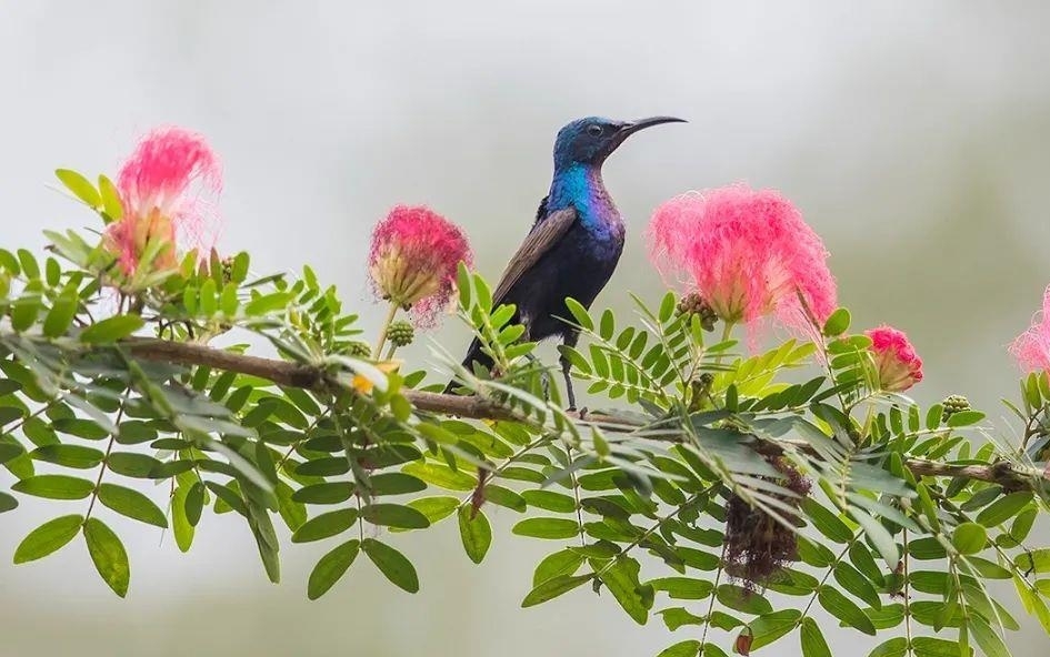 漂亮又神秘的蓝紫胸花蜜鸟 漂亮又神秘的蓝紫胸花蜜鸟