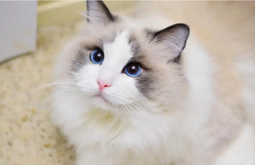 全白布偶是不是布偶？挑选须知~