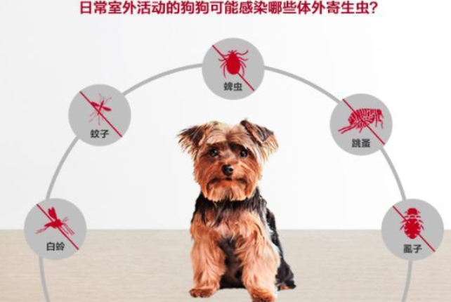 宠物怎么驱虫之小狗驱虫，一篇看懂狗狗驱虫、宠物体外驱虫！