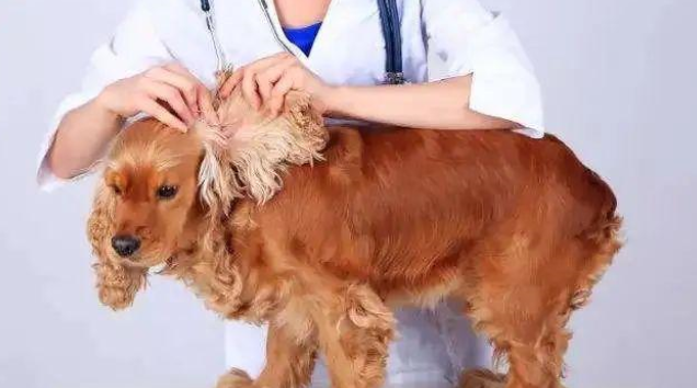 宠物怎么驱虫之小狗驱虫，一篇看懂狗狗驱虫、宠物体外驱虫！