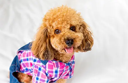 泰迪小狗出生几天睁眼睛？一起来看看吧~