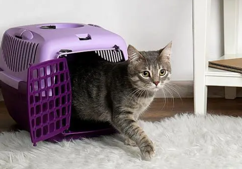 四个步骤，让你的猫不再抗拒航空箱