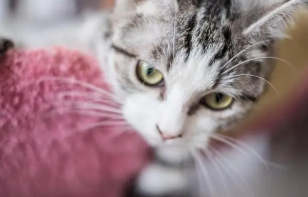 经常换猫粮对猫咪好吗？新手小伙伴可以来这了解一下