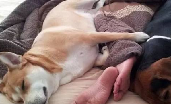 狗养多久才对人有感情?快速养熟的方法在这里 狗养多久才对人有感情?快速养熟的方法在这里