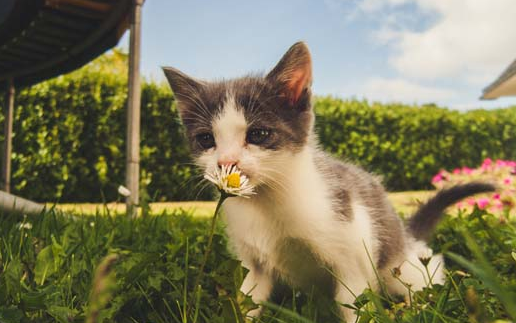 两只小猫一起养会不亲人吗？取决于这些原因