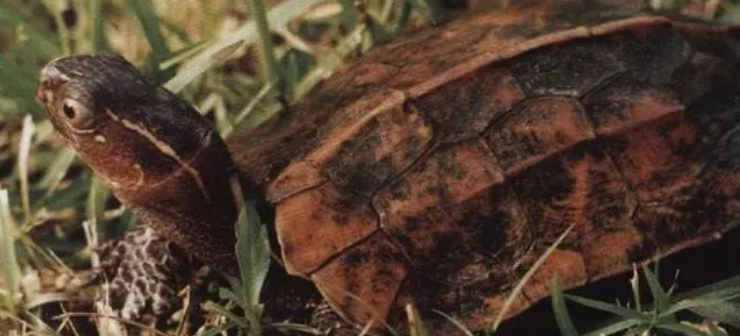 地龟保护级别是多少？来瞧一瞧吧